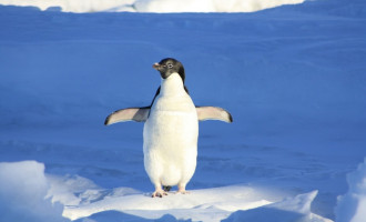 Vědci z Masarykovy univerzity odcestovali na Antarktidu. Budou zkoumat tučňáky