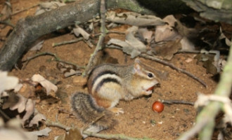 Živí kolegové Chipa a Dalea vítají návštěvníky zoo