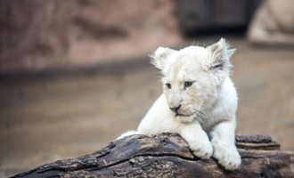 Lvíčata přilákala do brněnské zoo rekordní počet návštěvníků