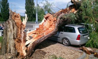 V Bystrci se zlomila vzrostlá vrba. Na parkovišti zavalila šest aut