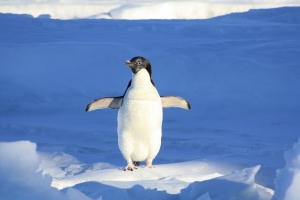 Vědci budou odebírat krev tučňákům, chtějí zkoumat jejich geny. 