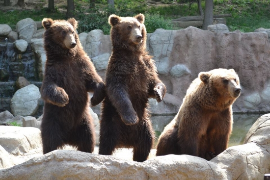 Medvíďata Toby a Kuba budou v brněnské zoo už jen posledních pár dní. 
