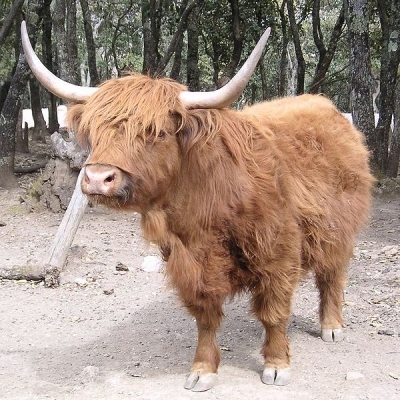 Po Králově Poli pobíhal podle hlášení &quot;malý bizon&quot;. Byla to však samice skotského náhorního skotu. (Ilustrační snímek)