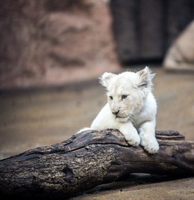 Lvíčata přilákala do brněnské zoo rekordní počet návštěvníků