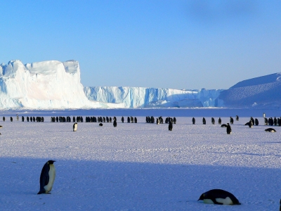 Vědci budou hledat tučňáky a odebírat jim krev za výzkumnými účely.